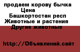 продаем корову бычка › Цена ­ 18 000 - Башкортостан респ. Животные и растения » Другие животные   